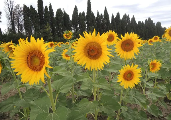 Les Couleurs de Provence