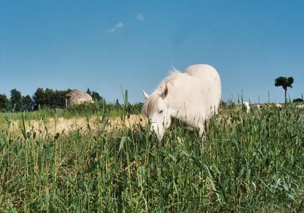 Camargue & Pont du Gard