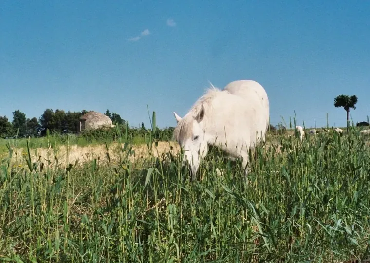 Cheval blanc de Camargue