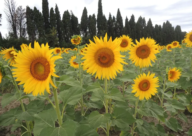 Champs de tournesols et cyprès, Provence
