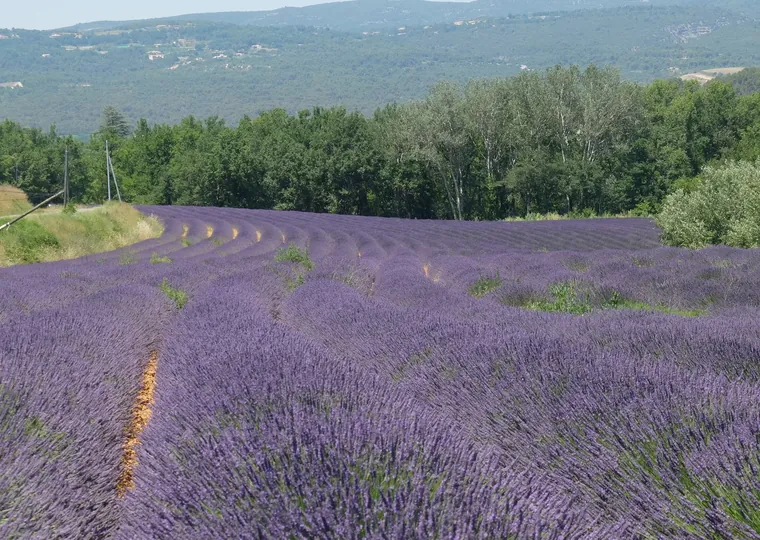 Champ de lavande, Luberon
