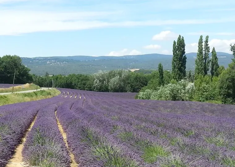 Concernant les tournesols et la lavande