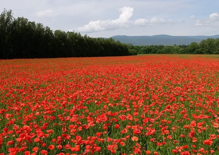 Champ de coquelicots au pied du Luberon